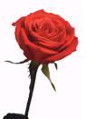 ma rose